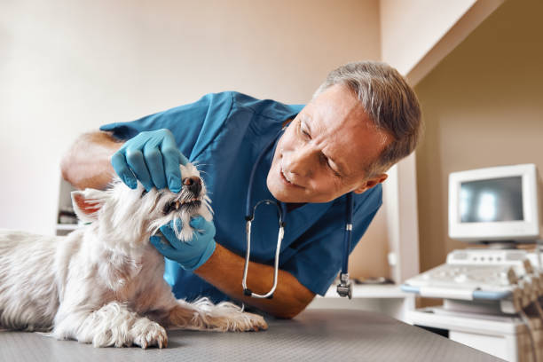Best Broken or Cracked Tooth Emergency Dentist in Easley, SC